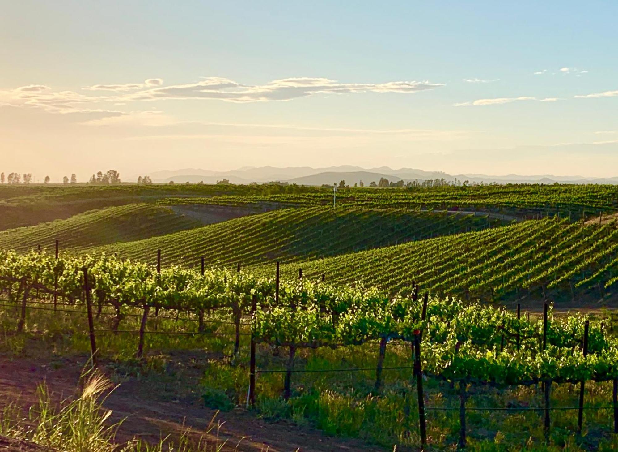 Bed and Breakfast Domaine Chardonnay Temecula Exteriér fotografie